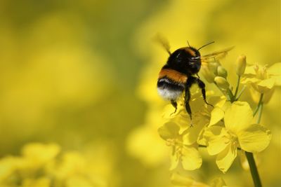 Close-up of bee pollinating on yellow flower