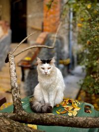 Cat sitting on wood