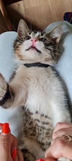 Midsection of person with cat