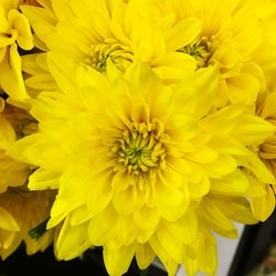 Close-up of yellow flower