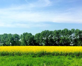 Scenic view of oilseed rape field against sky