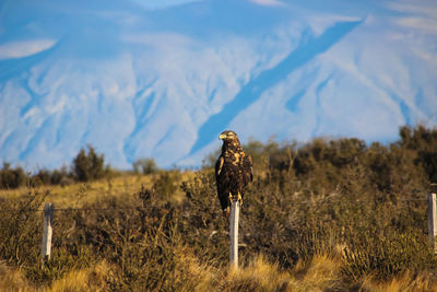 View of a bird on field