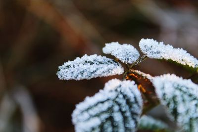 Close-up of frozen plant during winter