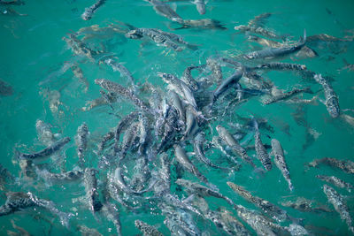 Fish swimming in sea