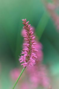 Close-up of pink flower blooming outdoors