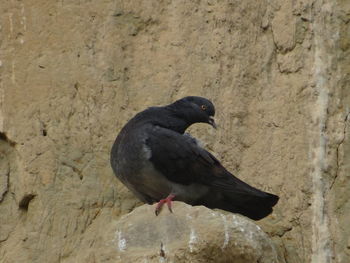 Close-up of bird perching on wood