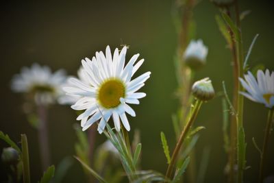 Close-up of white flowers blooming outdoors