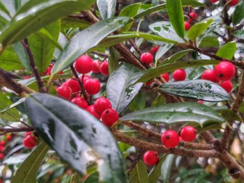 Close-up of red berries growing on tree