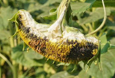 Close-up of caterpillar on plant