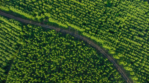 Full frame shot of agricultural field