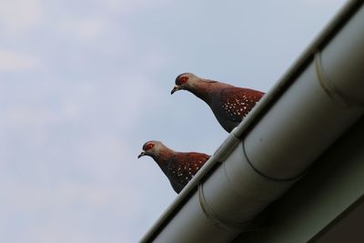 Low angle view of bird perching on a pipe