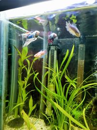 Fish swimming in aquarium