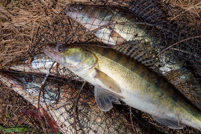 High angle view of fish in water