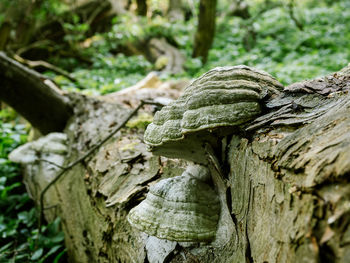 Close-up of lizard on tree trunk