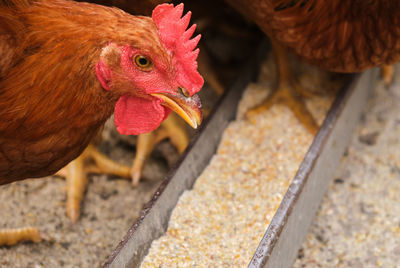 Close-up of rooster