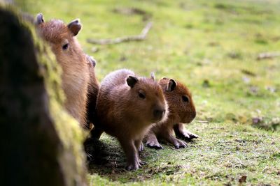 Capybara in a field