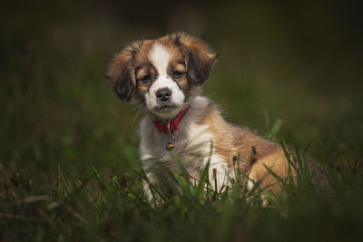 Portrait of dog running on field