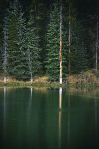 Fir trees reflected in the lake, canada