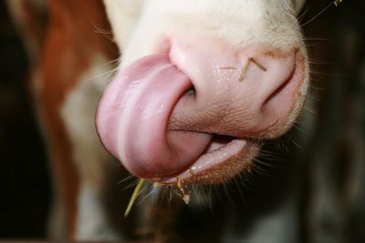 Close-up of cow