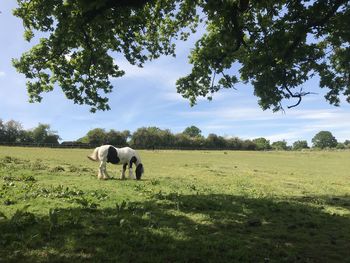 Horses grazing in a field