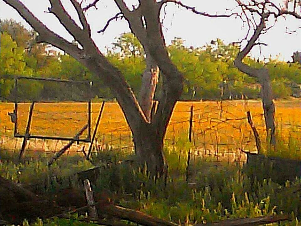 tree, nature, rural scene, outdoors, branch, leaf, landscape, day, no people, beauty in nature, sky