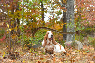 Dog sitting in forest