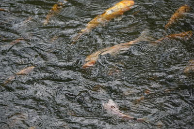 Close-up of fish swimming in water