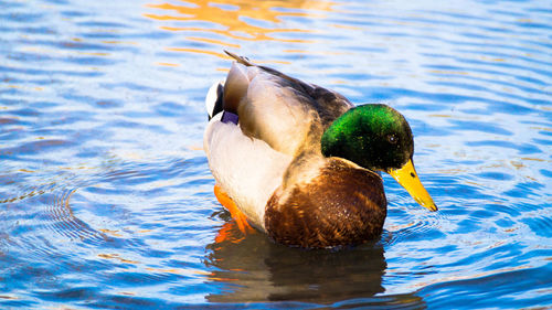 High angle view of duck swimming in lake