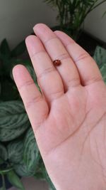 Close-up of woman hand
