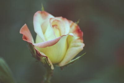 Close-up of rose bud