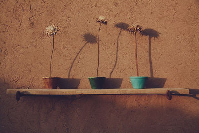 Potted plant on table against wall