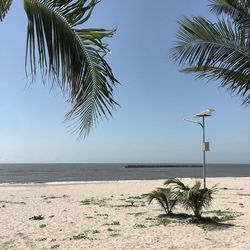 Palm tree on beach against clear sky