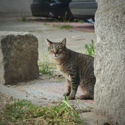 Portrait of cat sitting outdoors