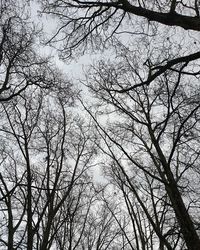 Low angle view of bare trees against sky