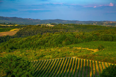 Scenic view of agricultural field against sky