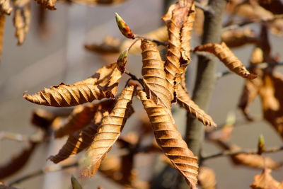 Close-up of dry leaves on branch