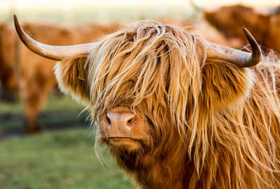 Close-up of a horse