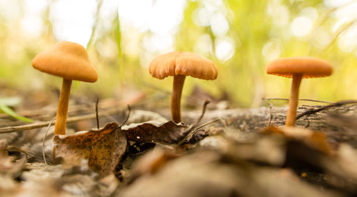 Close-up of mushroom growing on field