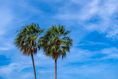 Low angle view of coconut palm tree against blue sky