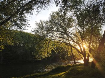 Trees by lake in forest against sky