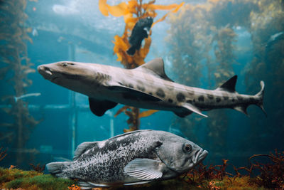 Close-up of fish underwater