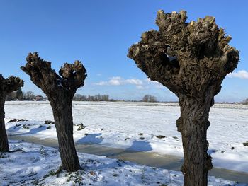 Tree on snow covered field against sky