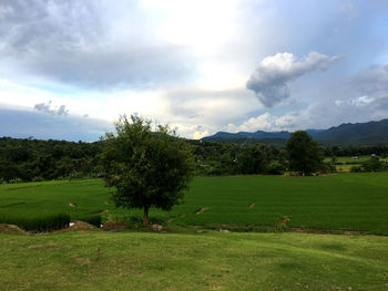 Scenic view of field against sky