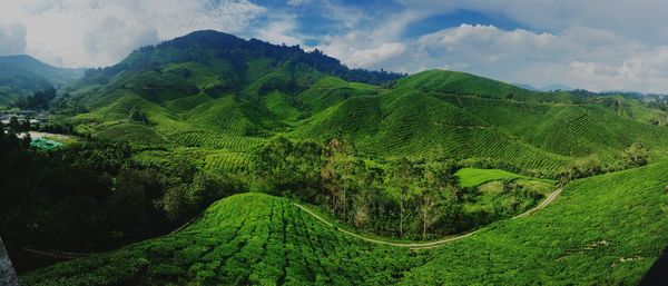 Scenic view of green landscape