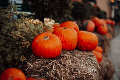 Close-up of pumpkins on field