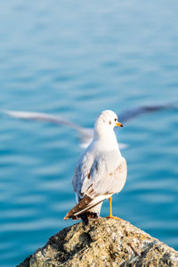 Close-up of seagull perching on rock