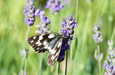 Close-up of butterfly pollinating on purple flower
