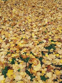 High angle view of autumn leaves
