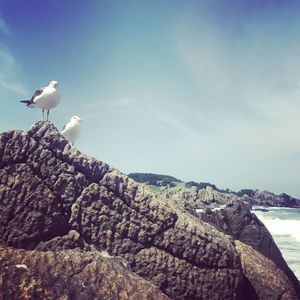 Seagull perching on rock by sea against sky