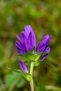 Flower in nature